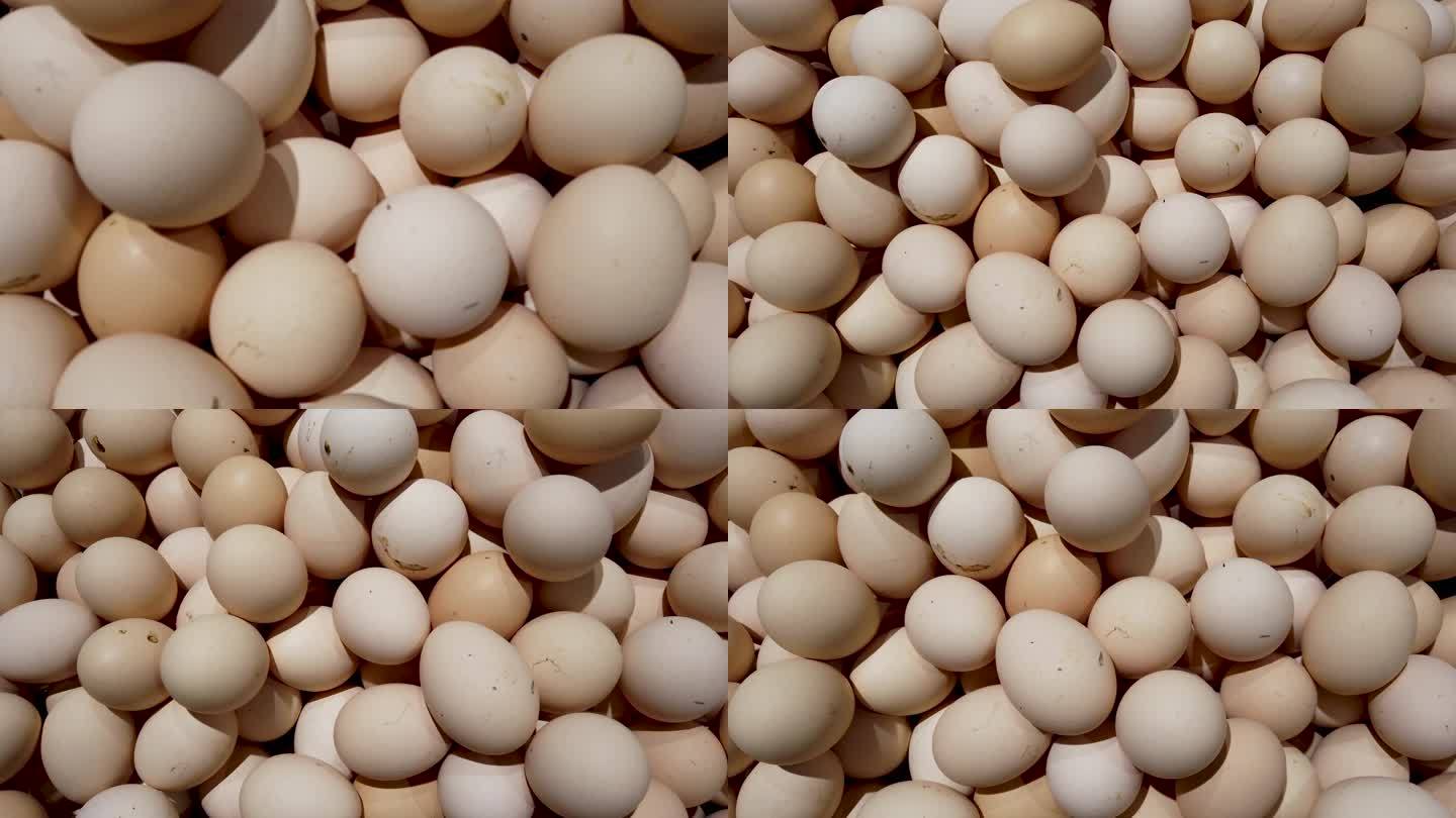 鸡蛋禽蛋