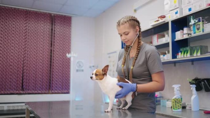 年轻的兽医女孩正在兽医诊所检查和治疗小狗，专业医生