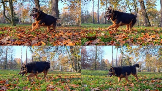 狗在散步。在公园里播撒秋叶。鞋子的特写镜头。秋日的阳光照亮了秋叶。
