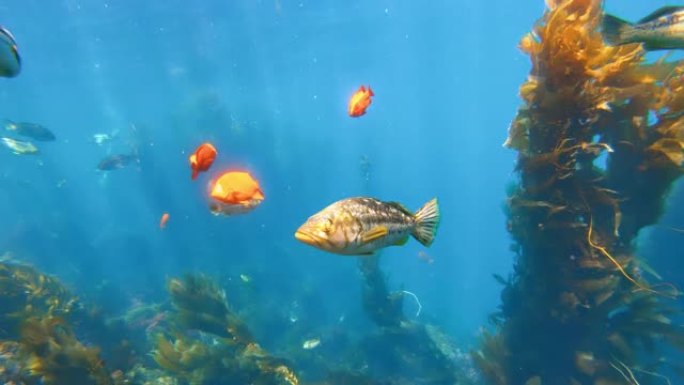 五颜六色的鱼在碧绿的水中游泳。橙色加里波第鱼在深海的巨型海带森林中游泳