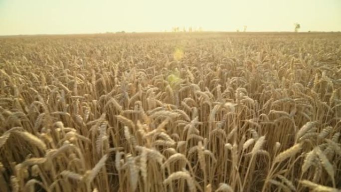 小麦收成不好。干燥破裂的地面。烈日下的农业领域。阳光下薄粒穗。贫困。收成不好。干旱