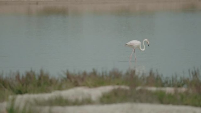 西班牙多纳纳国家公园沼泽水域的火烈鸟
