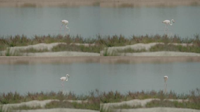 西班牙多纳纳国家公园沼泽水域的火烈鸟