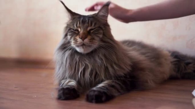 用手抚摸猫的头。成年大懒猫环顾四周躺在家里的地板上。毛茸茸的条纹毛茸茸的胡子猫室内软清楚的墙壁背景。