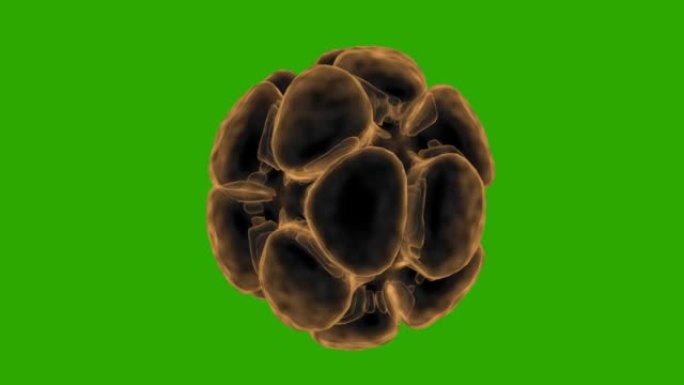 人囊胚卵胚3D。