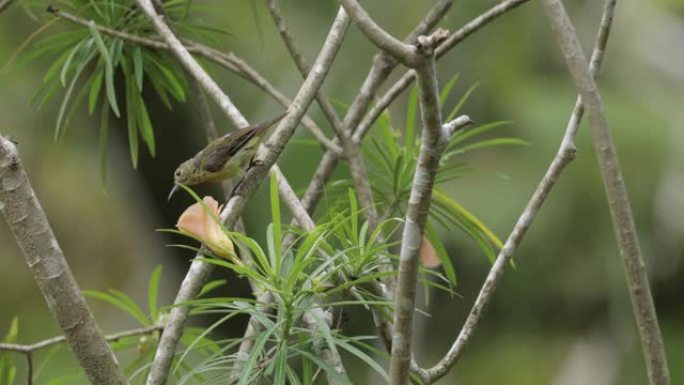 绯红太阳鸟，新加坡 (新加坡国鸟)-雌性