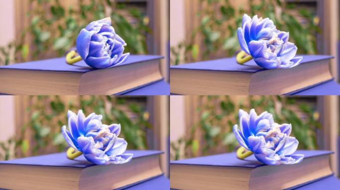 一朵蓝色的郁金香在那本书上盛开。时间流逝的花束春天的郁金香，开放，特写。节日的花束。4 k的视频