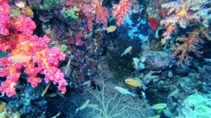 充满活力的水下珊瑚礁。外来珊瑚物种