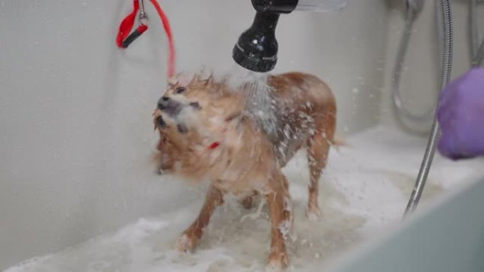 在美容沙龙的淋浴中给可爱的小狗洗澡，动物正在摆脱水，卫生程序