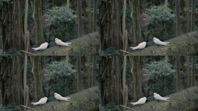 树枝上两只白鸟的细节照片