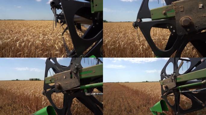 新的小麦收成-粮食短缺的担忧加剧