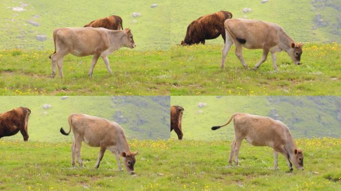 奶牛一起在田野里吃草。奶牛跑进摄像机。