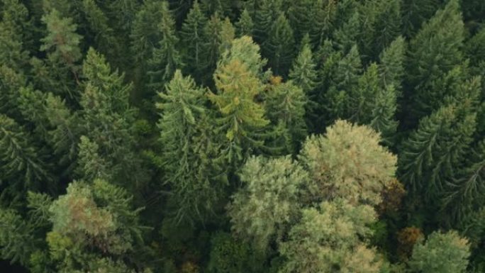 早秋在森林空中俯视图。树林、绿色针叶树和黄叶。飞越树顶。秋季色彩林地。无人机拍摄，大自然中丰富多彩的