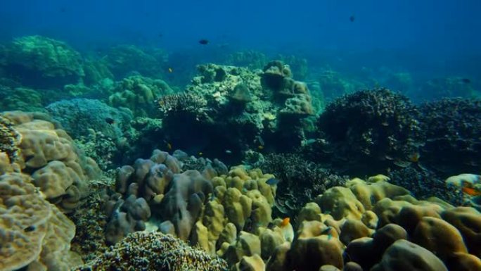 水下彩色珊瑚场景视频素材珊瑚海底深海水下