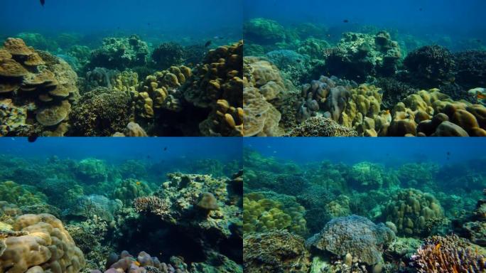 水下彩色珊瑚场景视频素材珊瑚海底深海水下