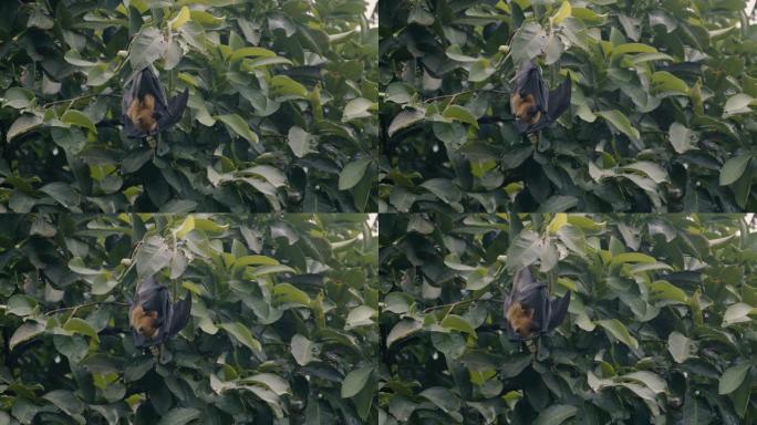 悬挂在树上的果蝠的慢动作镜头