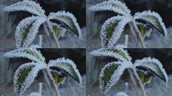 植物融化积雪的时间流逝