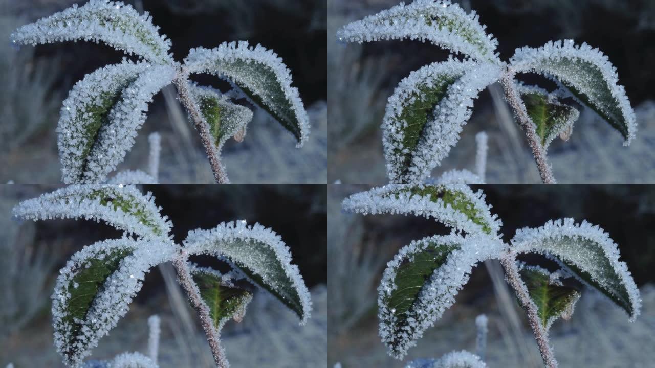 植物融化积雪的时间流逝