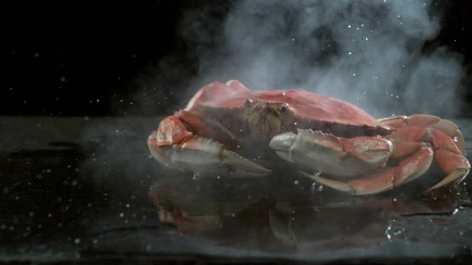 邓杰内斯螃蟹以慢动作落在水面上。用幻影弹性4k相机拍摄。