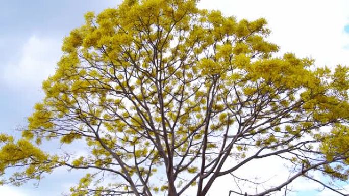 黄色的poinciana树在越南Di Linh的学校院子前绽放光彩