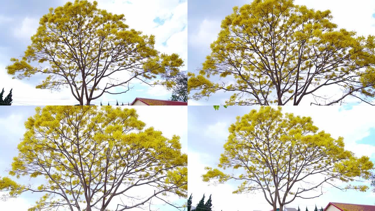 黄色的poinciana树在越南Di Linh的学校院子前绽放光彩