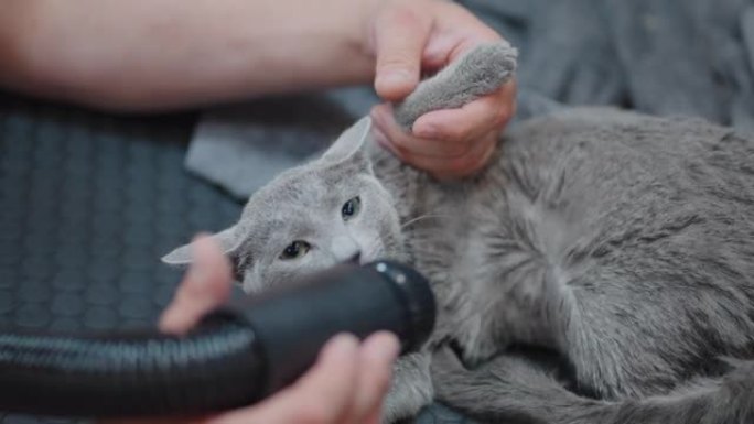 脱落季节猫的快速蜕皮程序，美容沙龙中的灰猫，美容师正在干燥头发