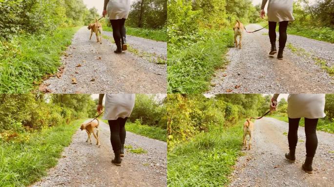 SLO MO TS狗和主人在大自然中行走