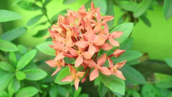 Ixora coccinea (也称为丛林天竺葵，树林火焰或丛林火焰或pendkuli) 是茜草科的