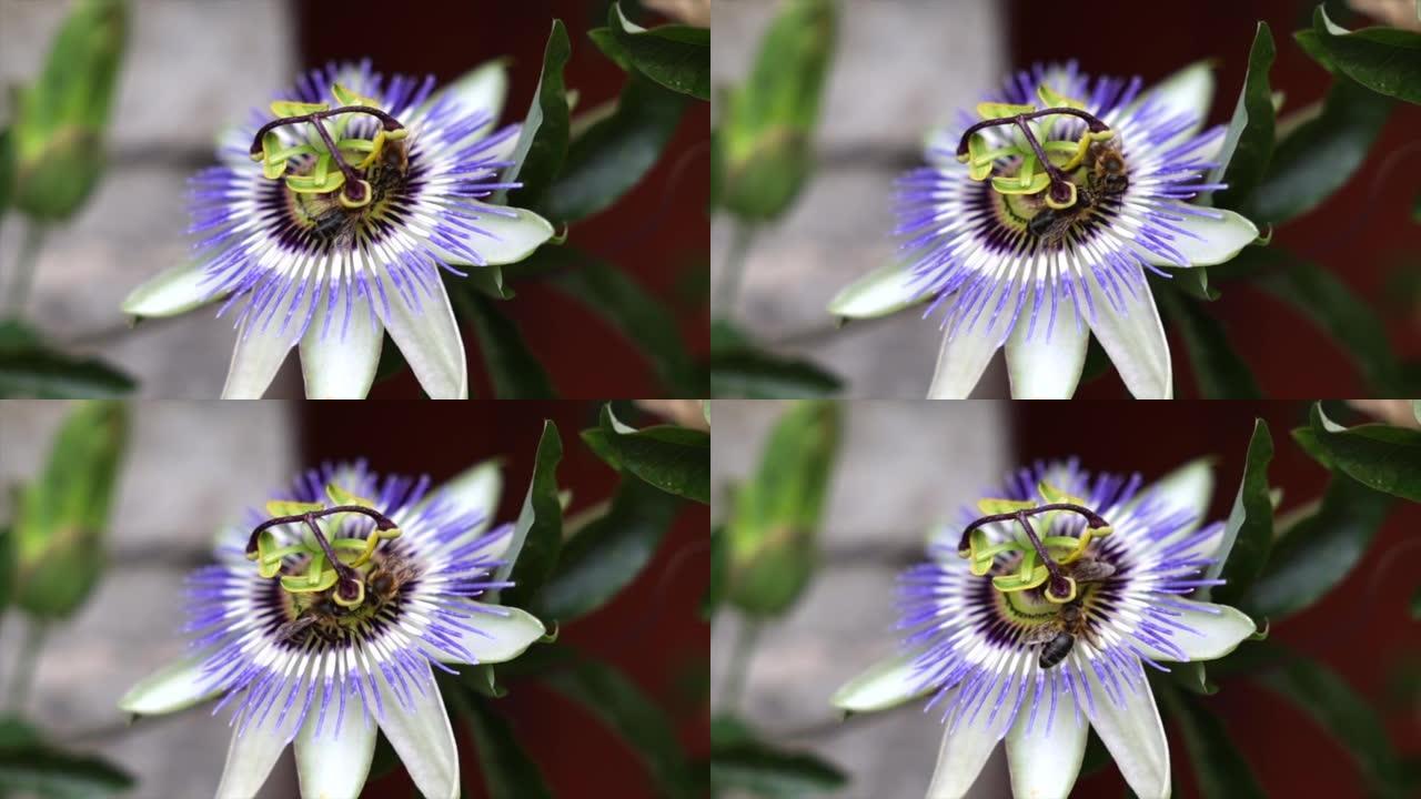 蜜蜂在夏天从西番莲花中移动并收获花粉