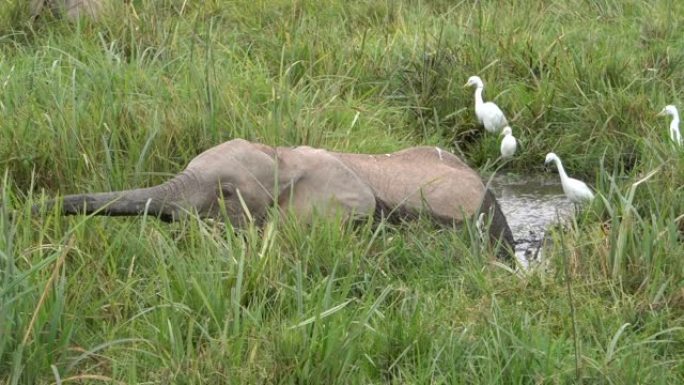 一头在沼泽里吃饭的小象。