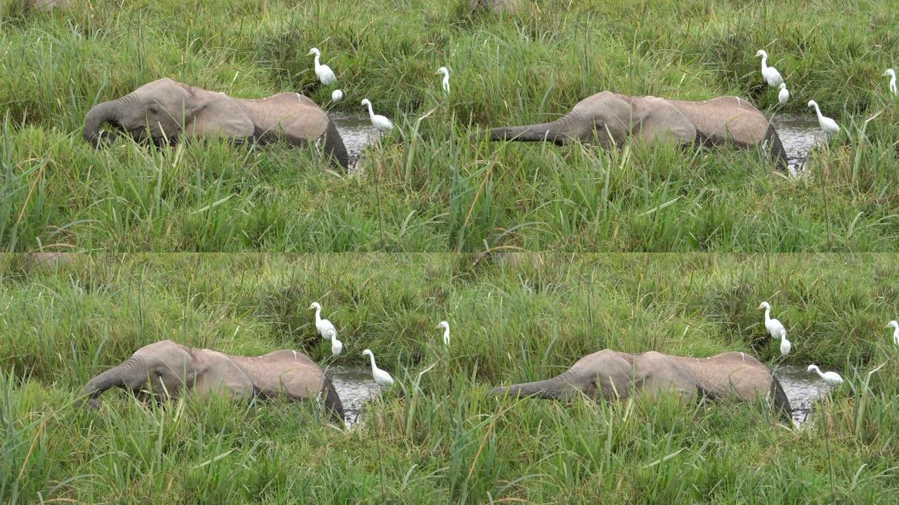 一头在沼泽里吃饭的小象。
