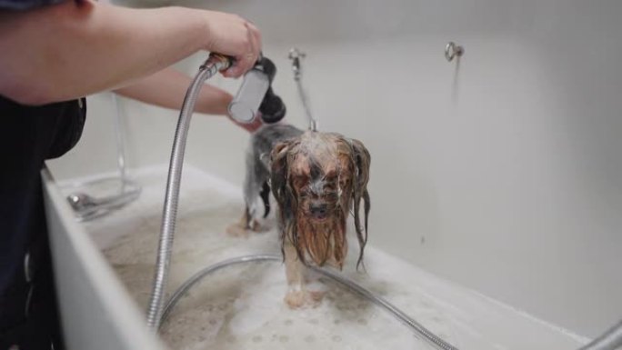 美容沙龙洗狗的专业程序，美容师洗发狗