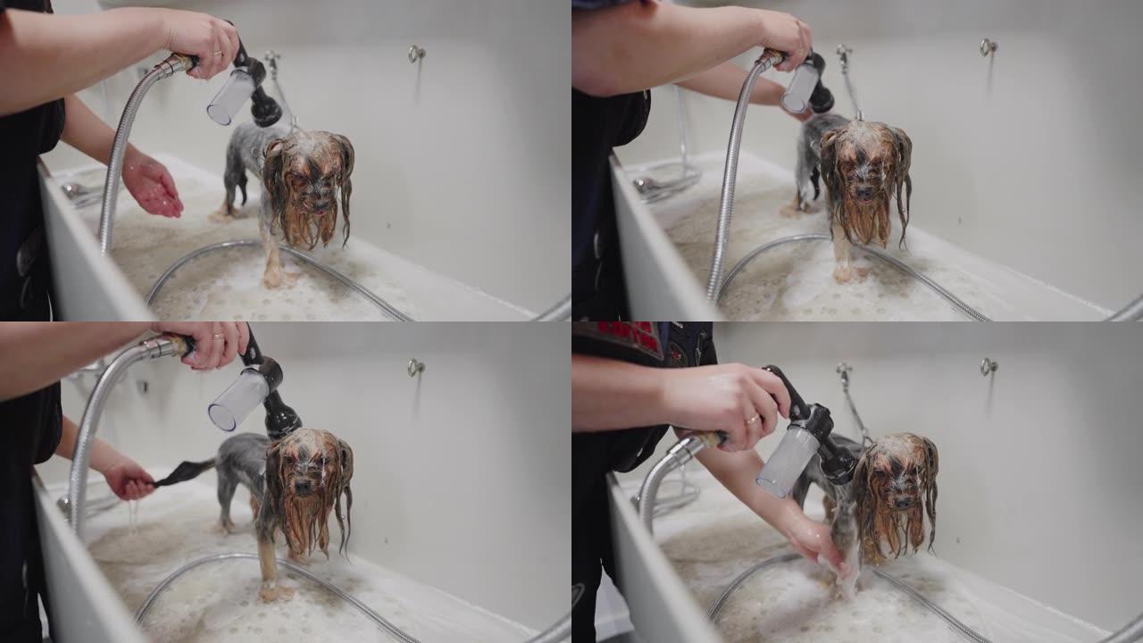美容沙龙洗狗的专业程序，美容师洗发狗