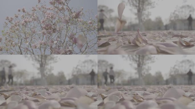 下落的花瓣-高速mp4