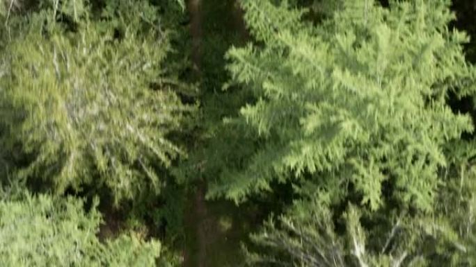 空中无人机拍摄了三名山地车手穿过树林