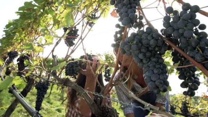 葡萄酒酿造故事的葡萄收获: 特伦蒂诺的意大利文德米亚