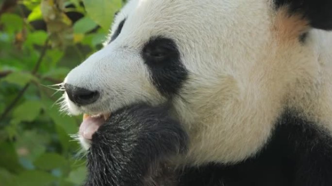 大熊猫 (Ailuropoda melanoleuca) 也被称为熊猫熊或简称为熊猫，是原产于中国中