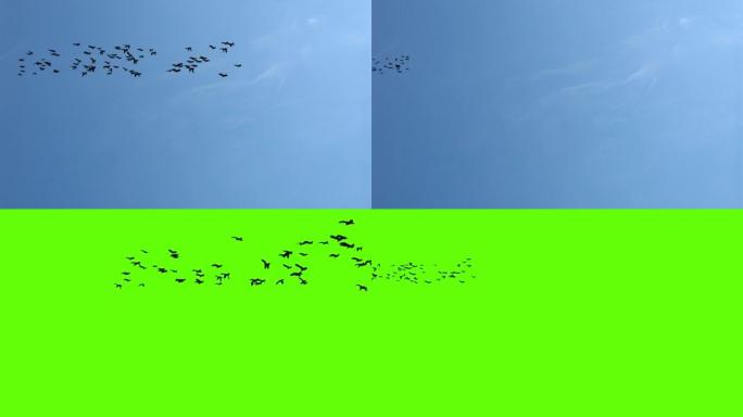 环保性质。天空循环背景下的一大群飞鸟。