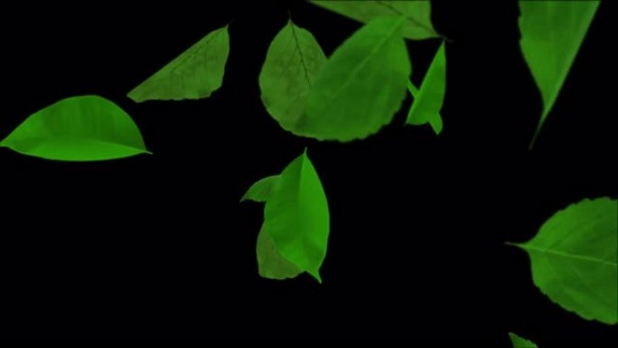 移动树叶粒子流下落动画。自然元素。4k逼真3D阿尔法通道循环。