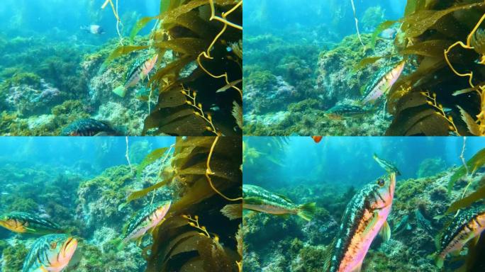 五颜六色的鱼在碧绿的水中游泳。海洋中充满活力的珊瑚礁中的加里波第鱼