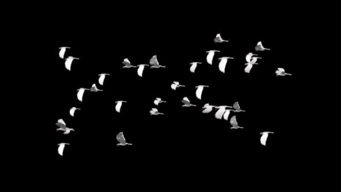 一大群起重机在蓝天上飞翔。鸟儿在春天平静地飞翔。鸟群飞翔。