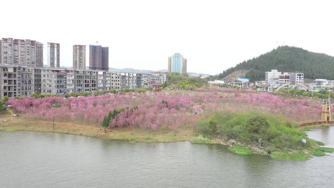 航拍贵州兴仁市城市樱花