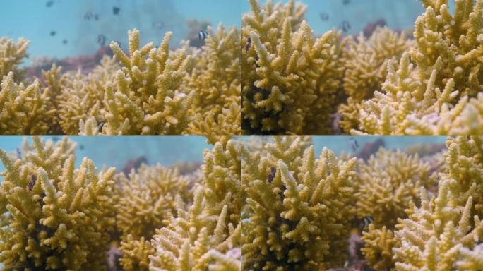 近距离拍摄珊瑚和鱼类的水下照片