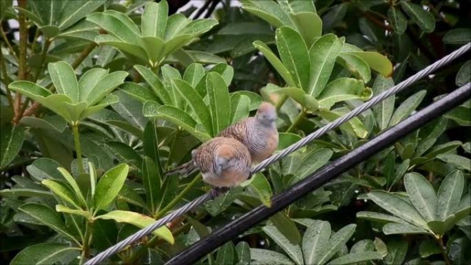 Footage of Wild Zebra Dove preening its mate on th