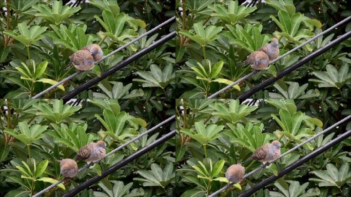 Footage of Wild Zebra Dove preening its mate on th