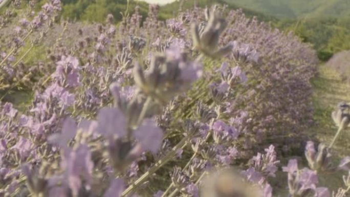 野外薰衣草花的特写视图