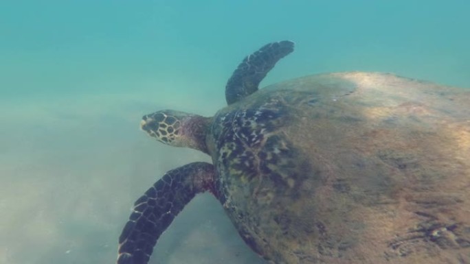 海龟在浅水中迅速游过沙底。玳瑁或Bissa-Eretmochelys imbricata，印度洋，H