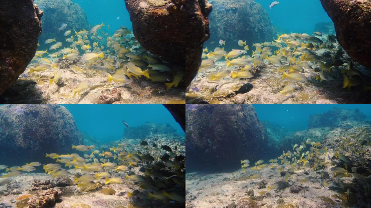 暗礁附近一群黄鱼的水下视图