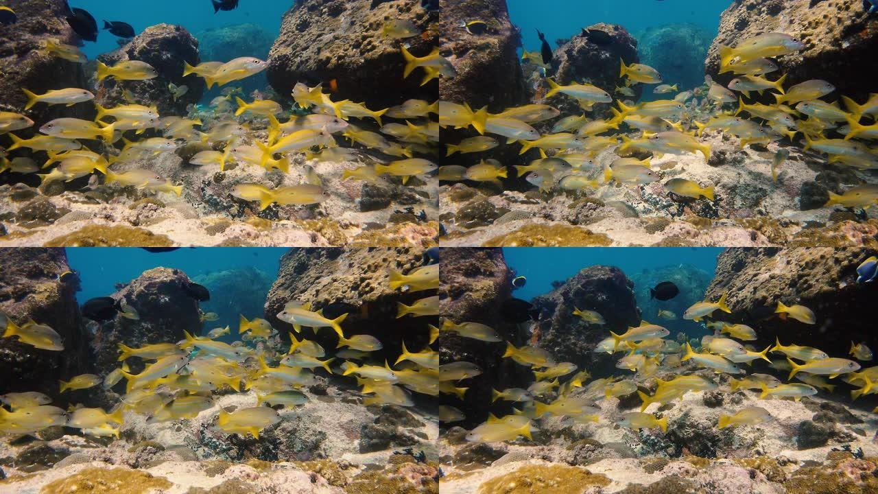 暗礁附近一群黄鱼的水下视图