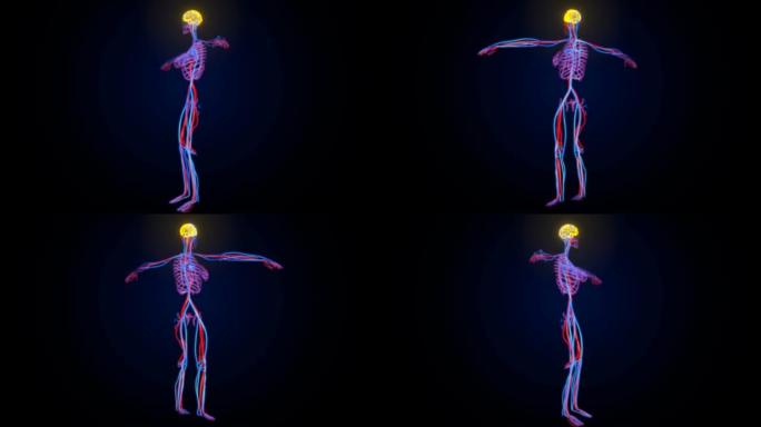 femail neroves系统解剖学的3d插图